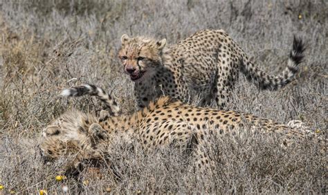 Cheetah Hunting Stock Photos, Images and Backgrounds for Free Download