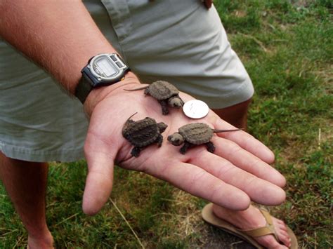 Baby snapping turtles (alive) - Boing Boing