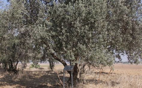 Figs, olives, almonds and more: Exploring Israel's Biblical foliage | The Times of Israel