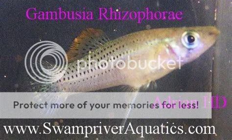 Hybrid Gambusia | Fish Forum