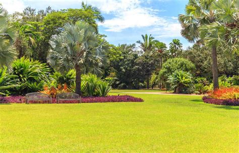 How to Landscape With Palm Trees in Miami