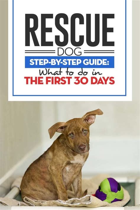 Rescue Dog Care: Your First 30 Days After You Bring the New Dog Home