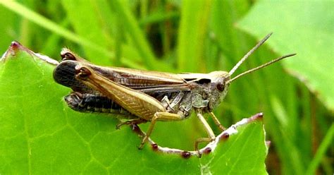 Insects of Scotland: Grasshoppers