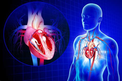 Circulatory System & Double Circulation - SAMUNDRAGYAAN EDUCATION FOUNDATION