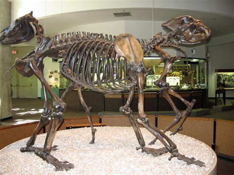Western Horse and Short-faced Bear | Fossilized skeletons of… | Flickr