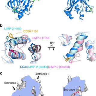 The structure of CD36 and its binding of fatty acids. (a) The structure... | Download Scientific ...