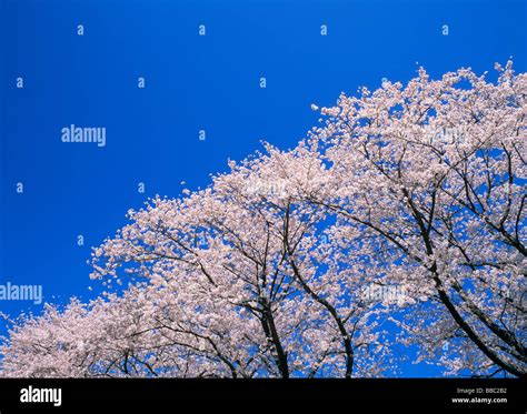 Matsuzaki shizuoka japan hi-res stock photography and images - Alamy