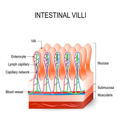 The Small Intestine Diagram