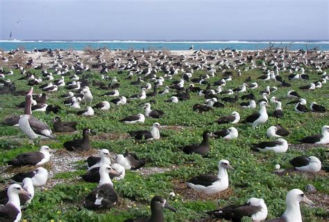 Laysan albatross and black-footed albatross nesting on Sand Island ...