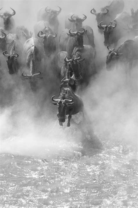 Wildebeest Crossing the Mara River in Kenya : r/CoolShots