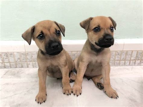 Boxer & Rottweiler mix Puppies