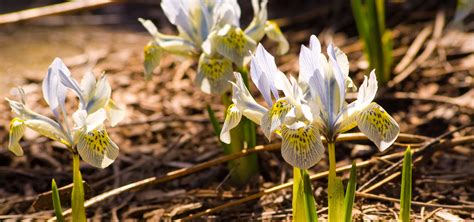 How to Mulch Trees and Shrubs | Mulch Types and Benefits | The Morton ...