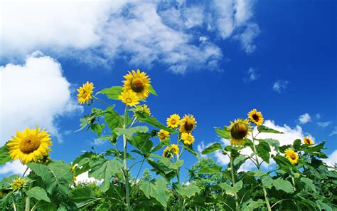 拥抱自然！蓝天白云葵花宽屏壁纸_风景_太平洋科技