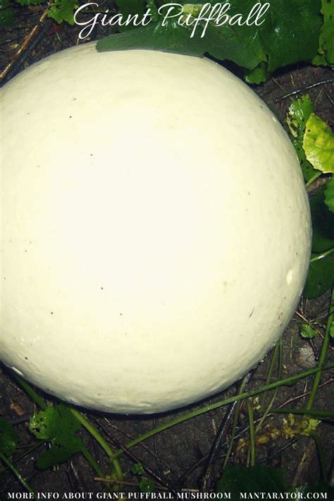 Calvatia gigantea has known as pumpkin mushrooms, huge mushroom, giant puffball mushroom. # ...