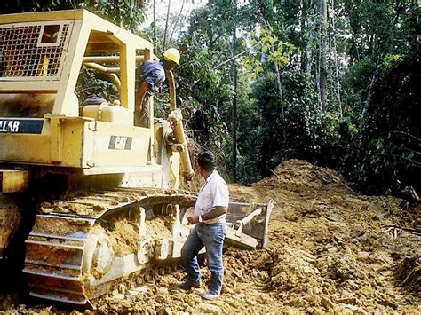 Organised crime, illegal timber and Australia's role in deforestation