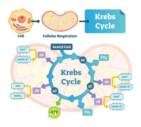 Food & Energy Production: Krebs Cycle & ATP | Study.com