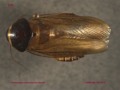 Blattodea