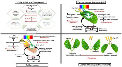 Defence mechanisms of photosynthetic pigments as stress busters. The ...