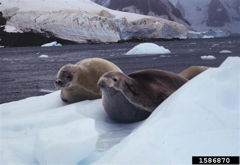 crabeater seal (Lobodon carcinophaga)