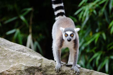 9 Madagascar Creatures You Must Hop On A Flight To Meet ASAP - Ecophiles