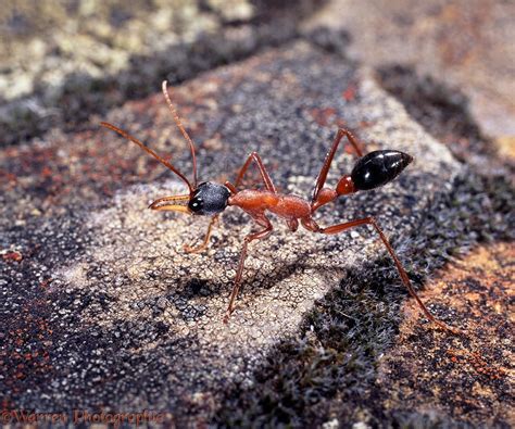 Bull Ant photo - WP06378