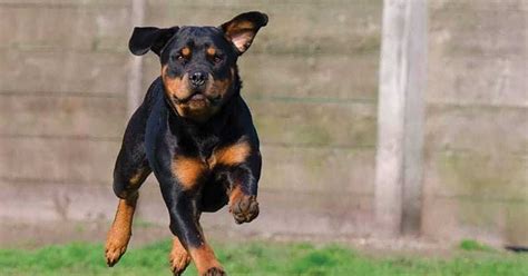 Rottweiler Names – Get 150+ Ideas! - My Dog's Name