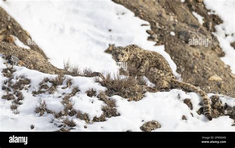 Wild Snow Leopard in Himalayas Stock Photo - Alamy