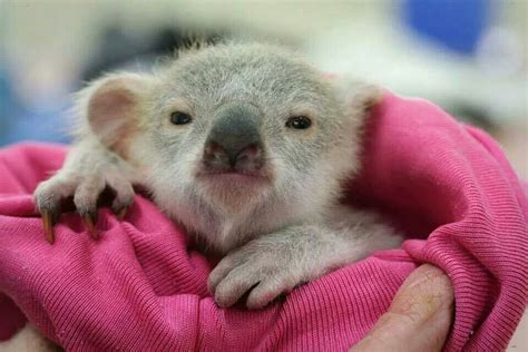 Pin by Eti levi on Cute animals | Baby koala, Koala, Baby animals