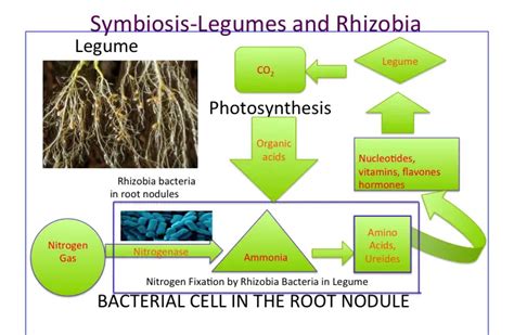 Rhizobium Bacteria Structure