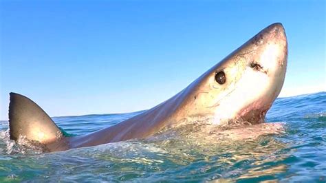 10 Adaptations That Help The Great White Shark Survive – White Shark Ocean