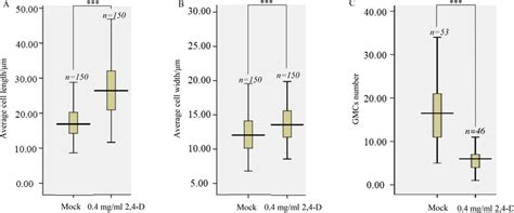 Characteristics of the cells at areas of maize leaf protoderm after ...