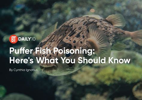 Puffer Fish Poisoning: What You Need To Know - BusinessToday