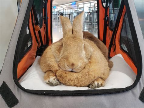 I Met SFO's Giant Rabbit Alex the Great, and Everything is Better Now ...