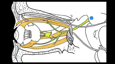 Cranial nerves III, IV and VI - YouTube