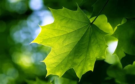 Green Leaf Wallpaper HD (70+ images)
