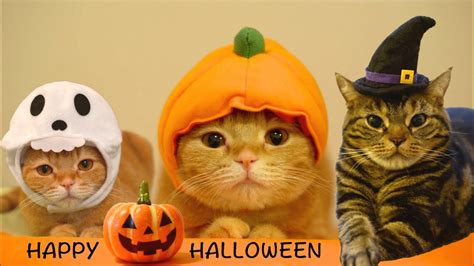 44+ Halloween Wallpaper With Cats JPEG