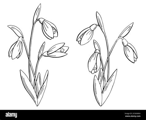 Snowdrop Coloring Pages Outline Sketch Drawing Vector, Wing, 51% OFF