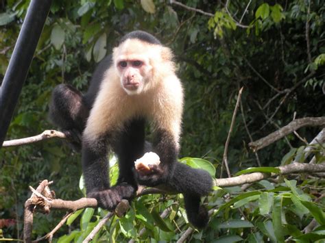 White Faced Capuchin | Animal Wildlife