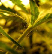 Growery - How to Kill Spider Mites - Get Rid of Spider Mite Infestation on Cannabis (Marijuana)