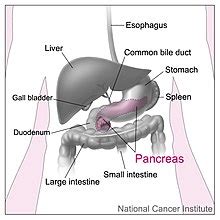 Pancreas - Wikipedia