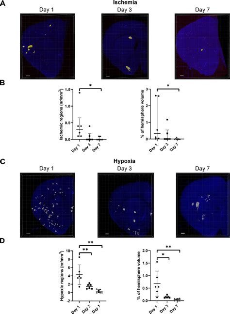 Ischemia and hypoxia decline over time (A) Representative reconstructed... | Download Scientific ...