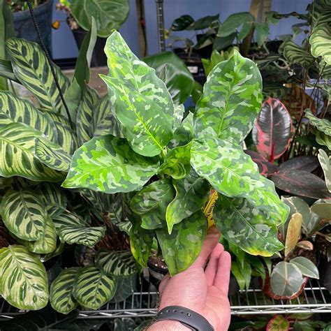 Aglaonema Pictum Tricolor - Beautiful Plants - Plant Daddies of Atlanta