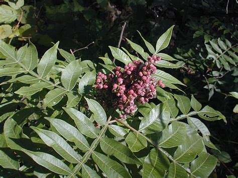 Winged Sumac (Rhus copallina)