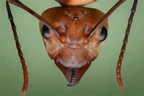 All about ants – brainy 'Superwomen' of the insect world - Welcome Wildlife