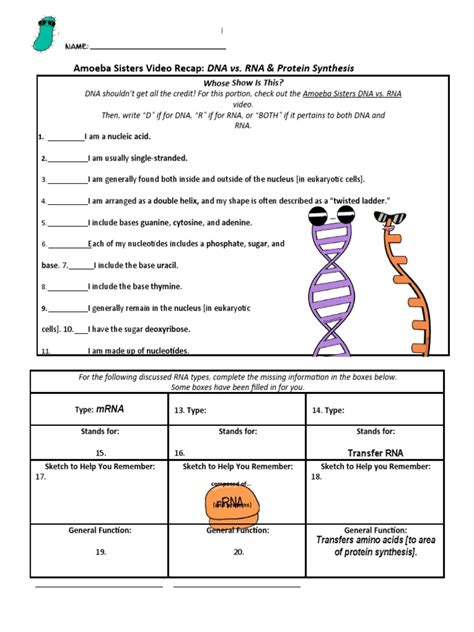 Dna Vs Rna and Protein Synthesis Updated Recap by Amoeba Sisters | PDF ...