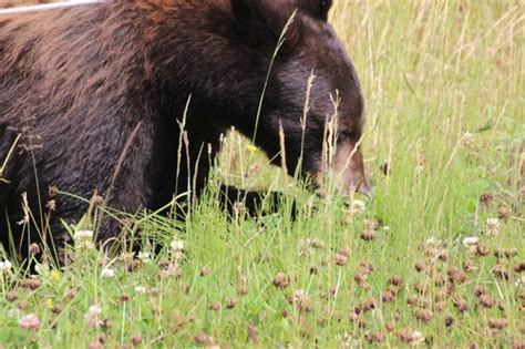 Sun Peaks Wildlife - What Animals Live Near Sun Peaks Resort