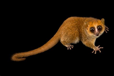 Rufous Mouse Lemur | RARE: Creatures of the Photo Ark | Official Site | PBS