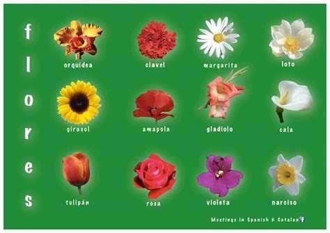 an image of flowers that are in spanish