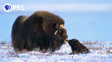 Newborn Muskox's First Day - YouTube