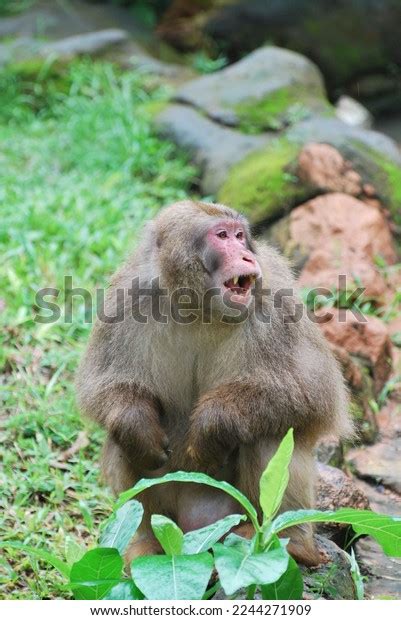 Makaka Zoo Green Grass Type Monkey Stock Photo 2244271909 | Shutterstock